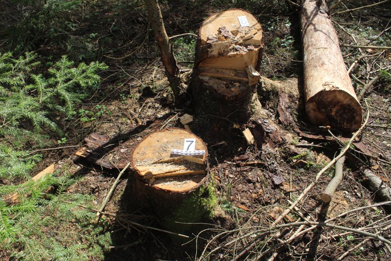 Житель пос. Шадейка предстанет перед судом за незаконную рубку деревьев Житель пос. Шадейка предстанет перед судом за незаконную рубку деревьев