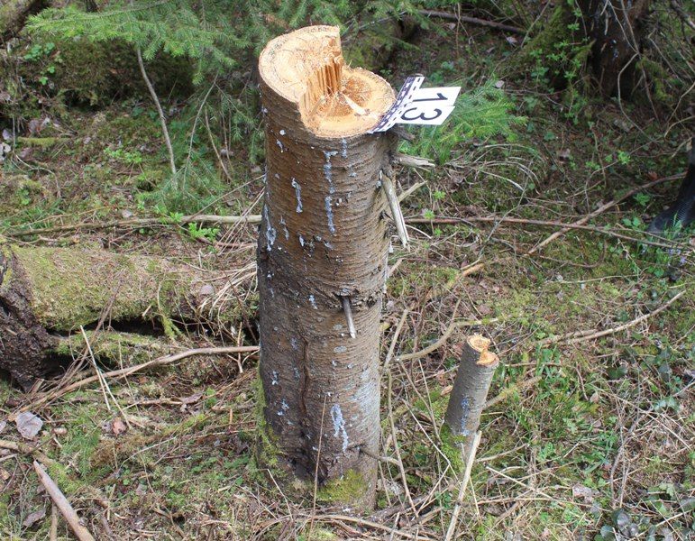 Житель пос. Шадейка предстанет перед судом за незаконную рубку деревьев