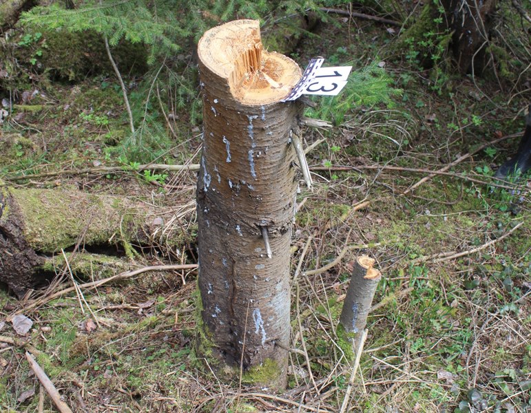 Житель пос. Шадейка предстанет перед судом за незаконную рубку деревьев