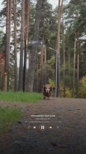 Как бы звучал плейлист «Зеленого кольца»?