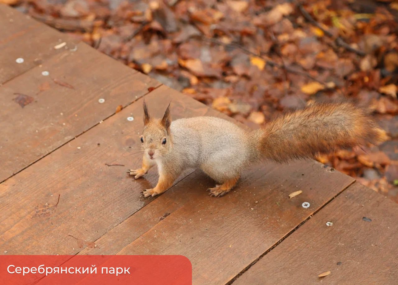 Эдуард Соснин: Продолжаем развивать комфортные места отдыха в зелёных локациях города Эдуард Соснин: Продолжаем развивать комфортные места отдыха в зелёных локациях города