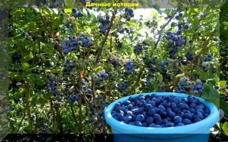 Голубика на вашем участке: простые методы размножения для удачного урожая