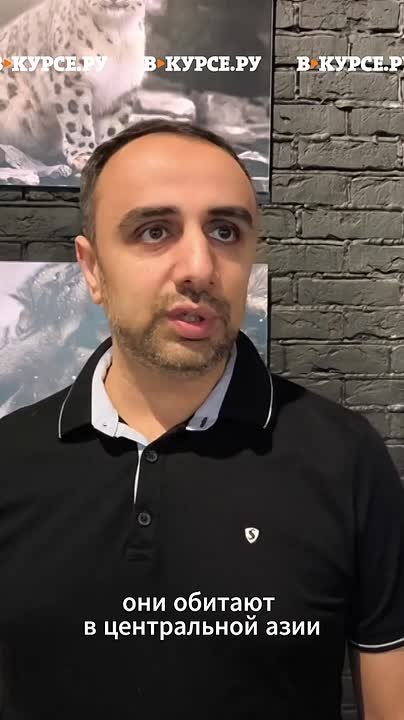 Фотовыставка про снежных барсов проходит в ТРЦ «Планета»