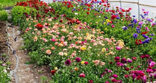 Как выбрать неприхотливые многолетники для дачи: советы и популярные виды