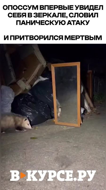 Вечернее веселое на «В курсе.ру»