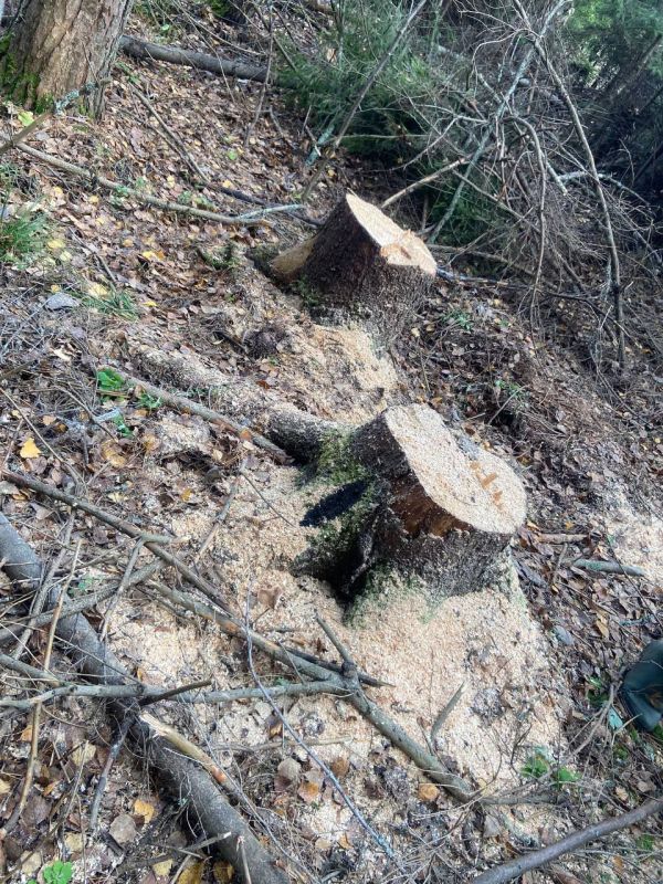 По материалам прокурорской проверки возбуждено уголовное дело по факту незаконной рубки леса на территории заказника