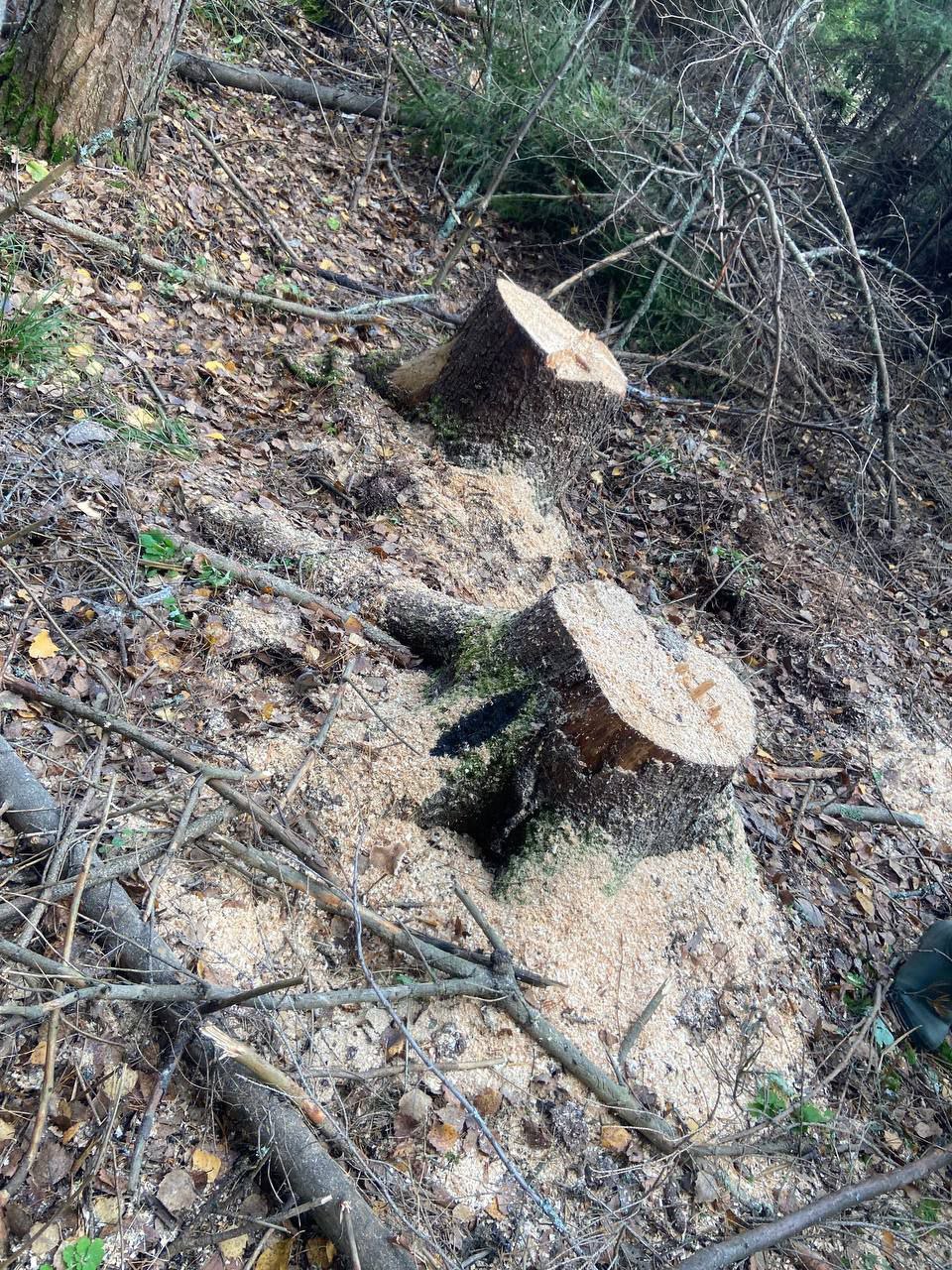 По материалам прокурорской проверки возбуждено уголовное дело по факту незаконной рубки леса на территории заказника