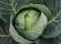 Как защитить капусту от гусениц: секреты эффективной борьбы