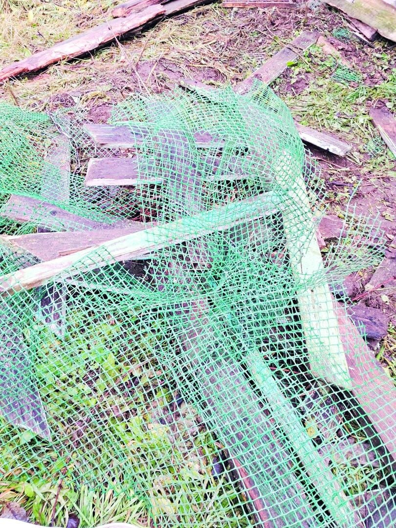 Медведь разгромил участок жительницы деревни Шабуры в Пермском крае Медведь разгромил участок жительницы деревни Шабуры в Пермском крае