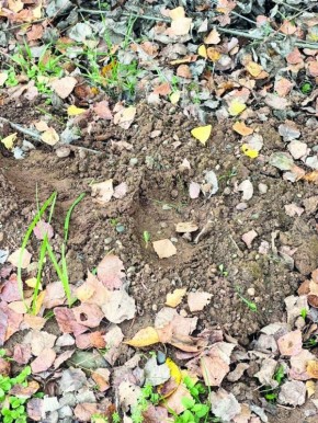 Медведь разгромил участок жительницы деревни Шабуры в Пермском крае