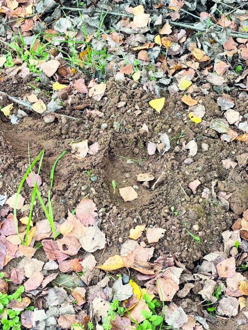 Медведь разгромил участок жительницы деревни Шабуры в Пермском крае