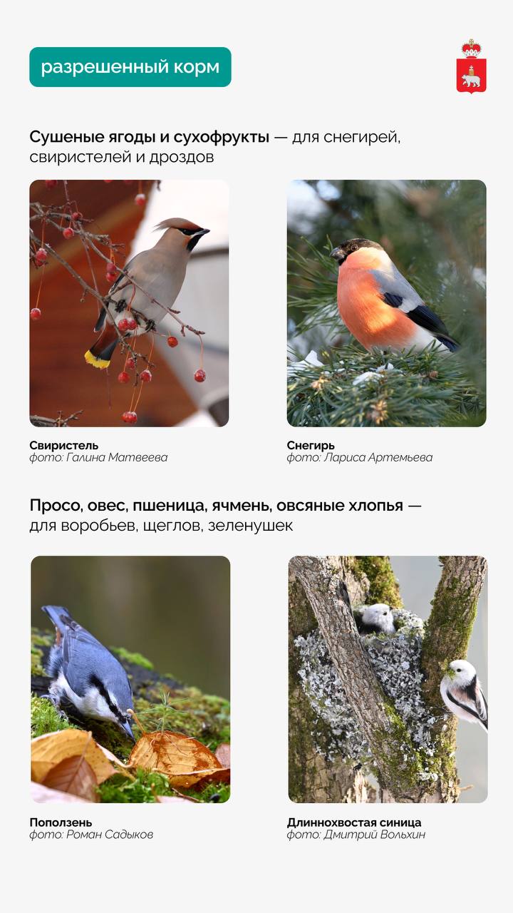 Как и чем кормить птиц зимой в парках и скверах «Зелёного кольца» Как и чем кормить птиц зимой в парках и скверах «Зелёного кольца»