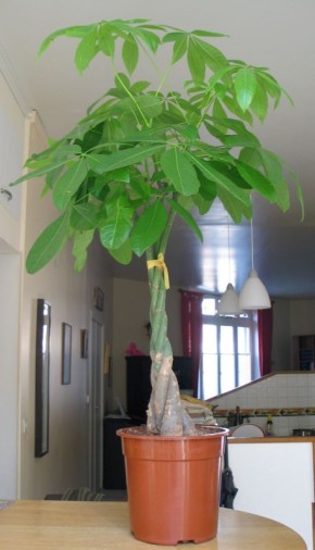 Как Пахира преображает домашний уют и улучшает атмосферу