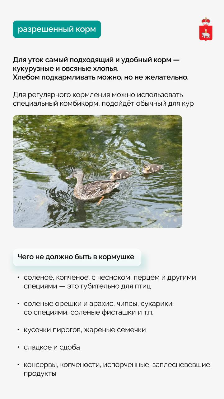 Как и чем кормить птиц зимой в парках и скверах «Зелёного кольца» Как и чем кормить птиц зимой в парках и скверах «Зелёного кольца»