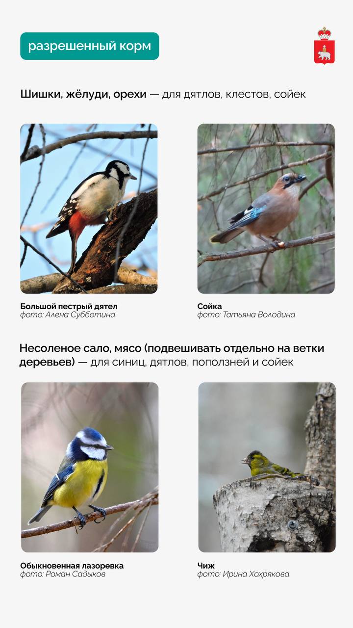 Как и чем кормить птиц зимой в парках и скверах «Зелёного кольца» Как и чем кормить птиц зимой в парках и скверах «Зелёного кольца»