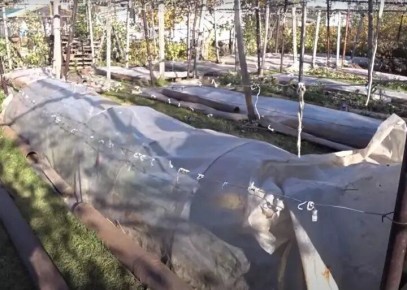 Как правильно укрыть виноград на зиму в средней полосе: советы по зимовке