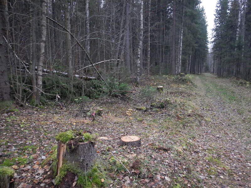 В Пермском крае в суд направлено уголовное дело о незаконной рубке деревьев, относящихся к категории защитных лесов В Пермском крае в суд направлено уголовное дело о незаконной рубке деревьев, относящихся к категории защитных лесов