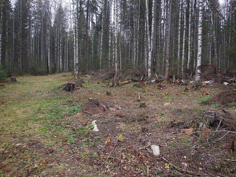 В Пермском крае в суд направлено уголовное дело о незаконной рубке деревьев, относящихся к категории защитных лесов