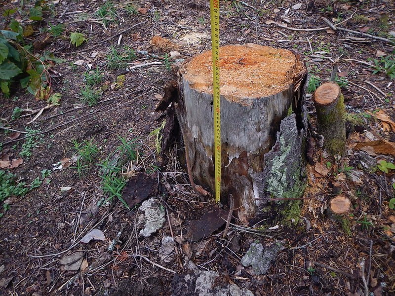 В Пермском крае в суд направлено уголовное дело о незаконной рубке деревьев, относящихся к категории защитных лесов В Пермском крае в суд направлено уголовное дело о незаконной рубке деревьев, относящихся к категории защитных лесов