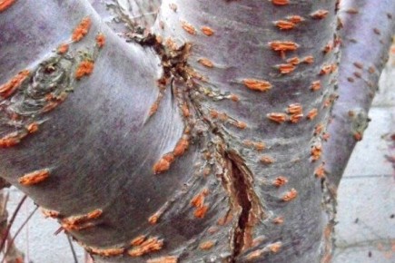 Выпревание плодовых деревьев: причины и последствия