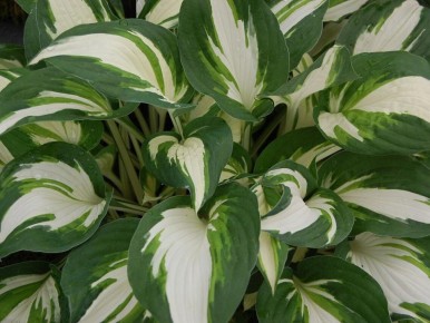 Как вернуть хосту к жизни: секреты успешной пересадки