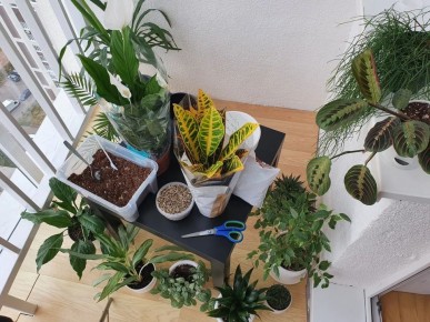 Как совместное увлечение растениями стало идеей для новой фитостены