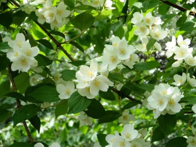 Как эффективно спасти жасмин от тли: простые методы и советы