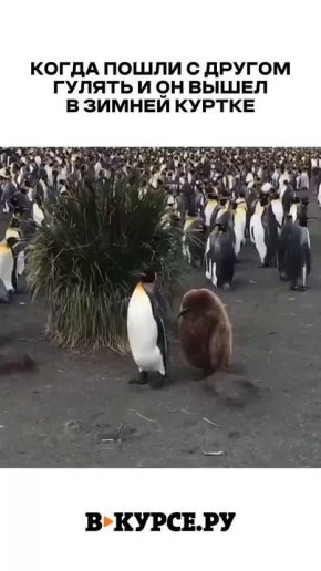 Вечернее веселое на «В курсе.ру»