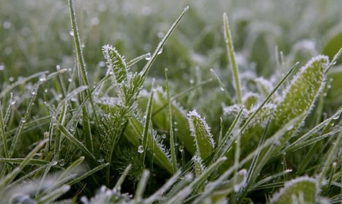 Как защитить свои растения от весенних заморозков