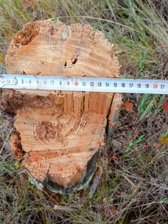 По материалам прокурорской проверки возбуждено уголовное дело по факту незаконной рубки леса на особо охраняемой природной территории По материалам прокурорской проверки возбуждено уголовное дело по факту незаконной рубки леса на особо охраняемой природной территории