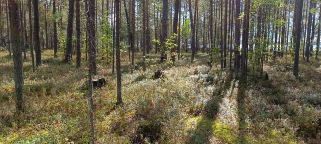 По материалам прокурорской проверки возбуждено уголовное дело по факту незаконной рубки леса на особо охраняемой природной территории