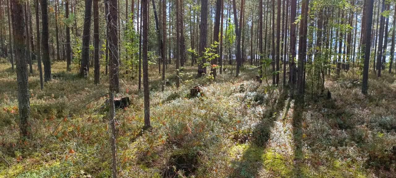 По материалам прокурорской проверки возбуждено уголовное дело по факту незаконной рубки леса на особо охраняемой природной территории