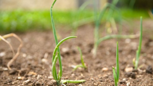 Озимый лук не замерзнет и не испортится: будущий урожай сберегут две хитрости