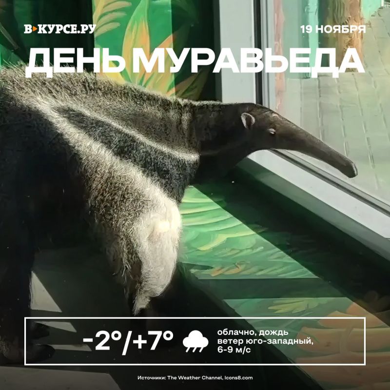 Доброе утро!. Муравьеды Фил и Рута из Пермского зоопарка желают хорошего дня! Подписывайся в MAX