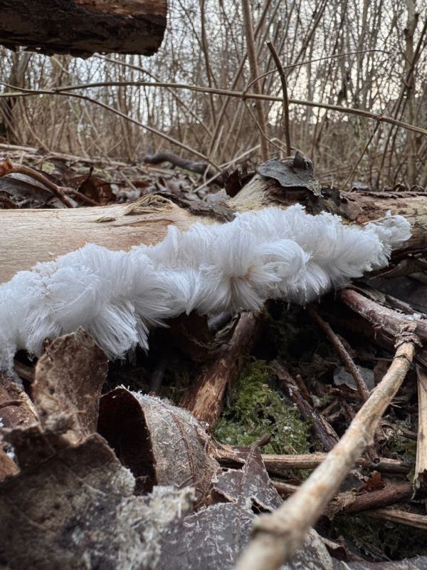 «Ледяные волосы» обнаружены в Саду соловьев