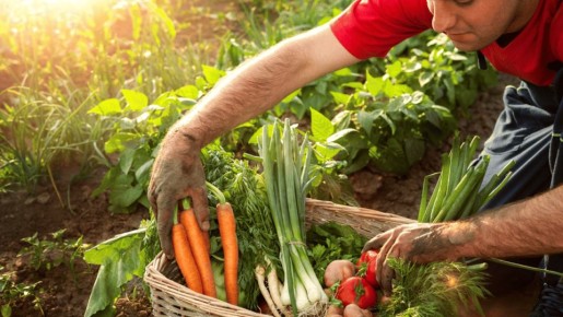 Как законно реализовать собственный урожай: советы и правила для садоводов