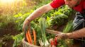 Как законно реализовать собственный урожай: советы и правила для садоводов