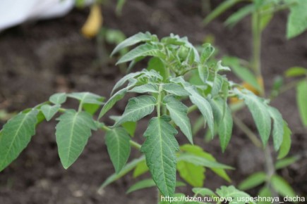 Как защитить растения от весенних заморозков: проверенные методы