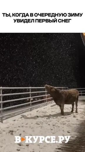 Вечернее веселое на «В курсе.ру»
