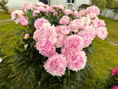 Октябрьская забота о пионах: секреты подготовки к зиме и пересадки