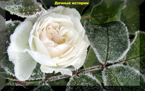 Зимние заботы садоводов: советы по уходу за растениями перед холодами