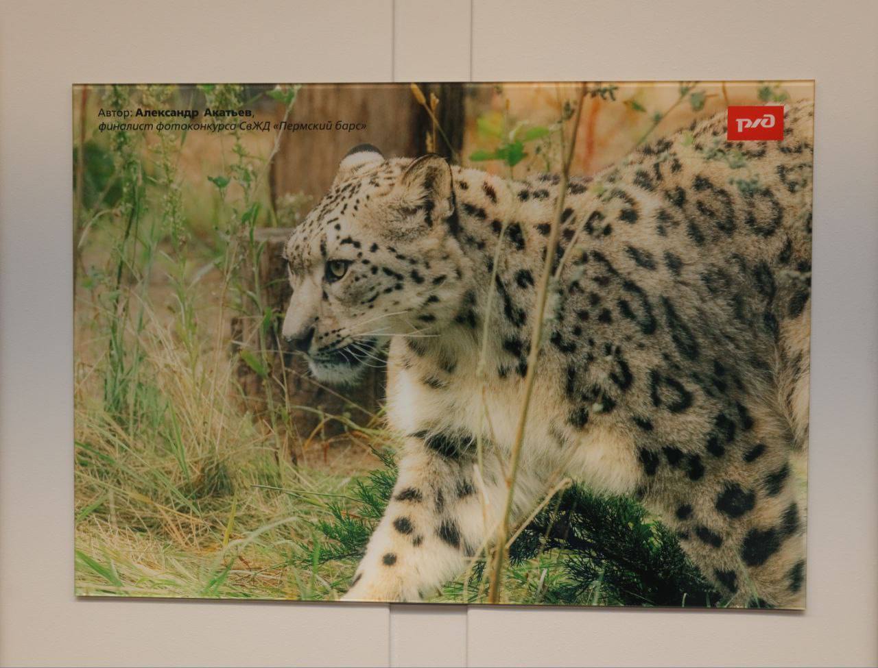 Фотовыставка посвященная снежным барсам из Пермского зоопарка появилась в электропоезде «Финист» Фотовыставка посвященная снежным барсам из Пермского зоопарка появилась в электропоезде «Финист»