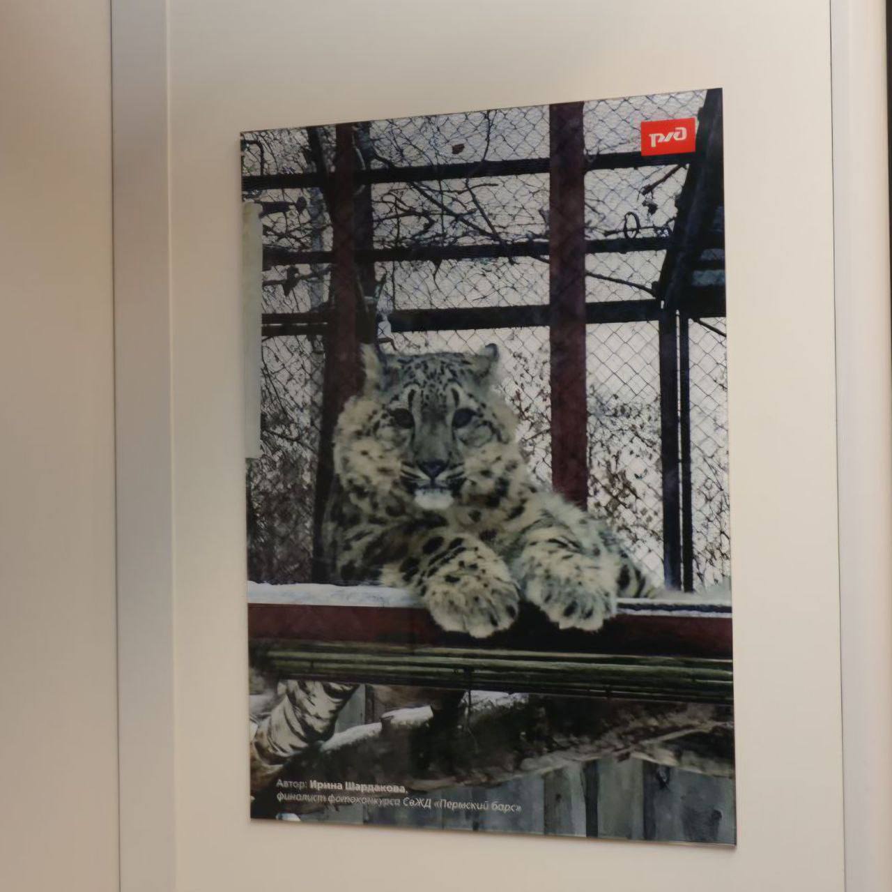 Фотовыставка посвященная снежным барсам из Пермского зоопарка появилась в электропоезде «Финист»