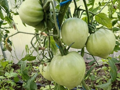 Как грамотно подкормить помидоры в июле для щедрого урожая