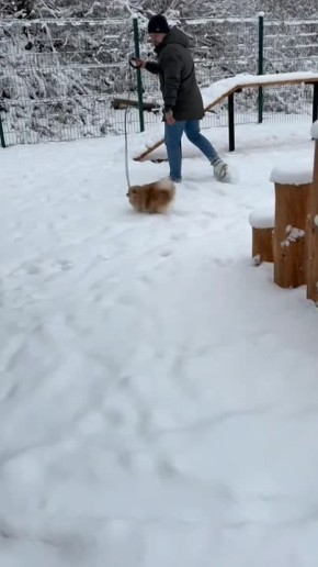 Пермяки делятся видео с прогулок со своими питомцами