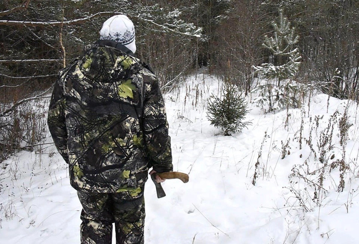 1 Жители Пермского края могут купить новогоднюю елку прямо в лесу