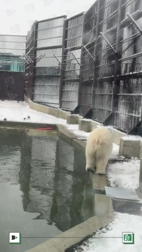 Вечернее веселое и «Пермский звериный» на «В курсе.ру»