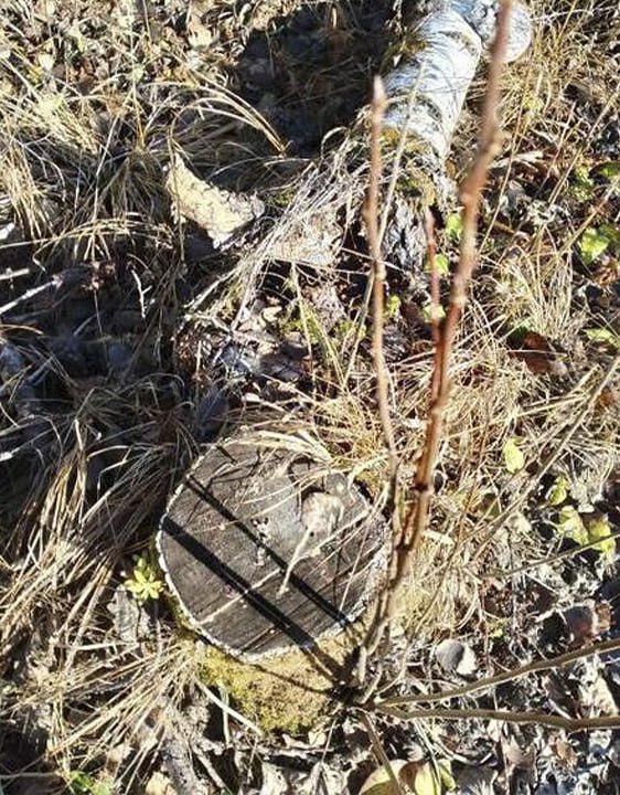 Работник пилорамы предстанет перед судом в Пермском крае за незаконную рубку деревьев на 4 млн рублей Работник пилорамы предстанет перед судом в Пермском крае за незаконную рубку деревьев на 4 млн рублей