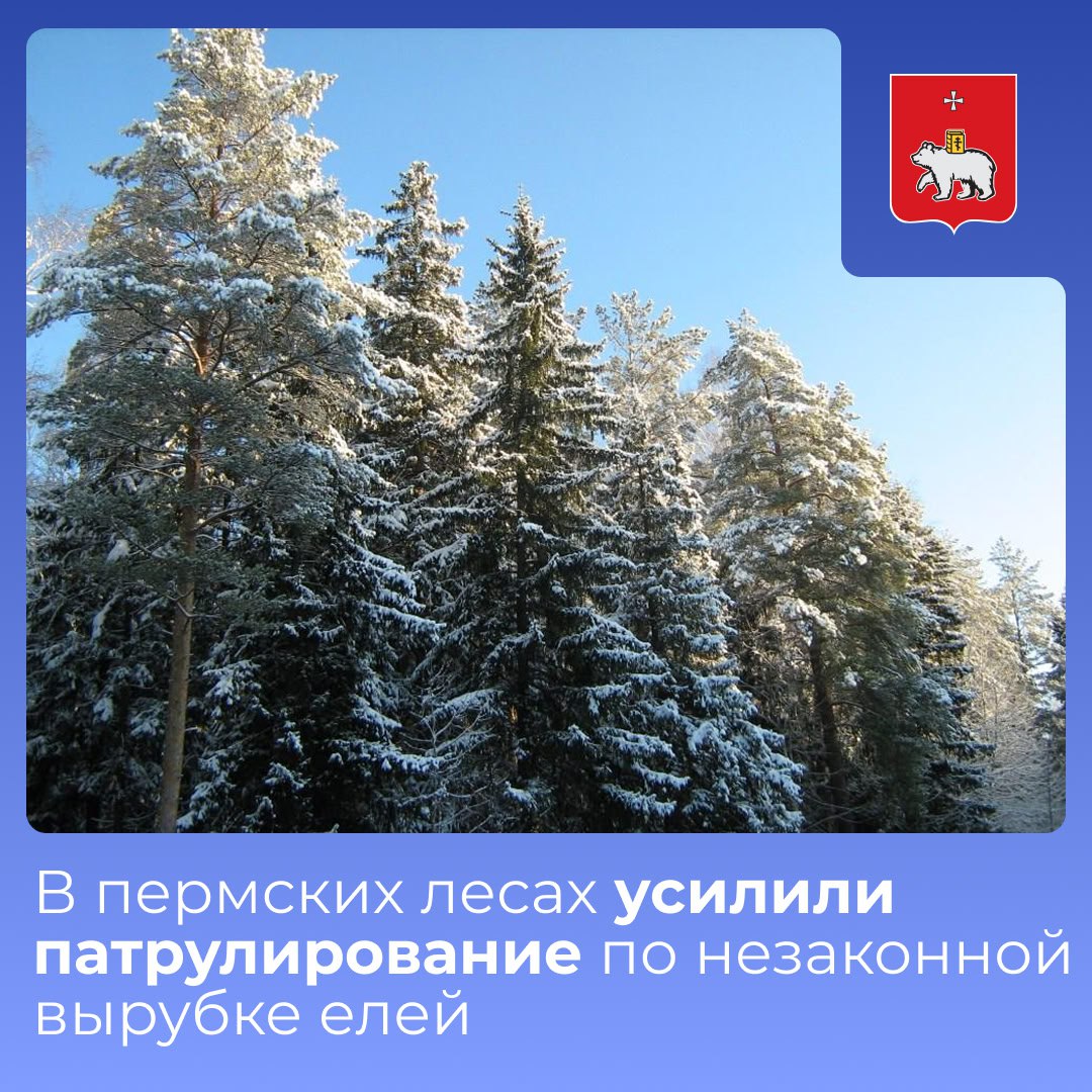 В пермских лесах усилили патрулирование по незаконной вырубке елей