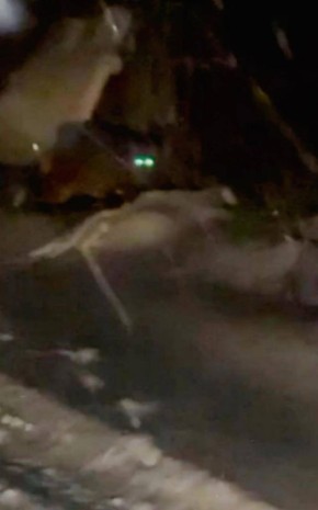 Рысь бродила у жилых домов в поселке Пермского округа